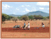 Ploughing near Ng'hambi